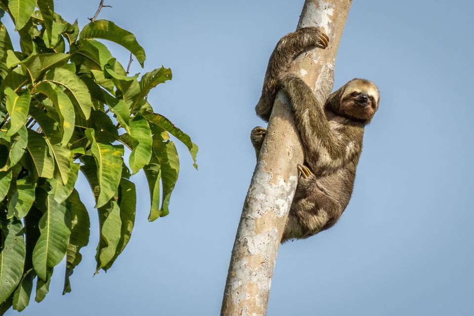 Manaus: Multi-Day Amazon Trip at Tapiri Floating Lodge - Experience Details