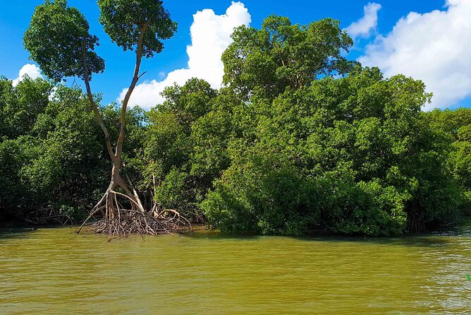 Mangrove Guided Tour - Tour Highlights