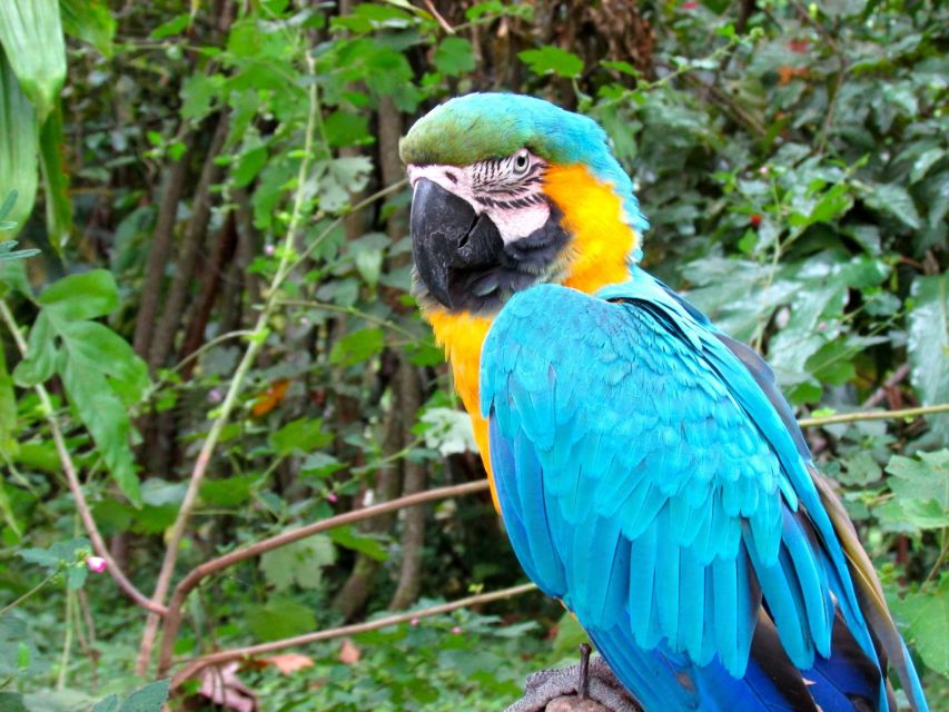 Manu Jungle Tour 3 Days - Highlights and Activities During the Tour
