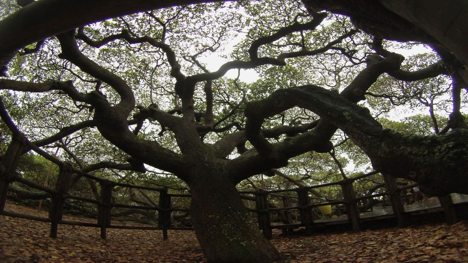 Natal: South Coast Day Tour by 4X4 With Pickup - Natural Wonders to Explore