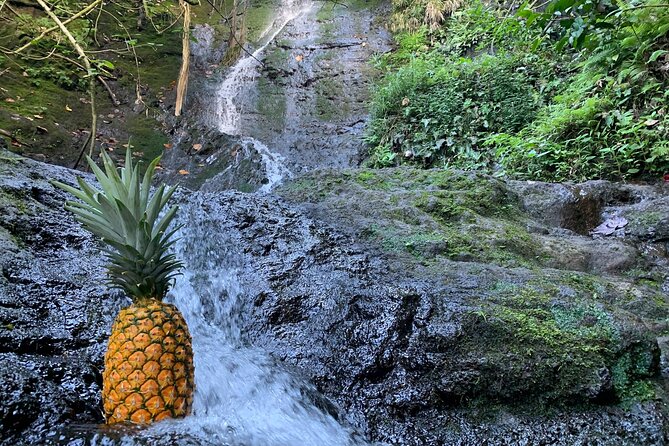 Nature Hike to Waterfall - Pricing and Value for Money