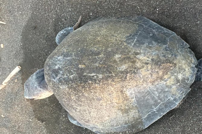 Nocturnal Turtles Watching at Minas Beach Near Tamarindo - Good To Know