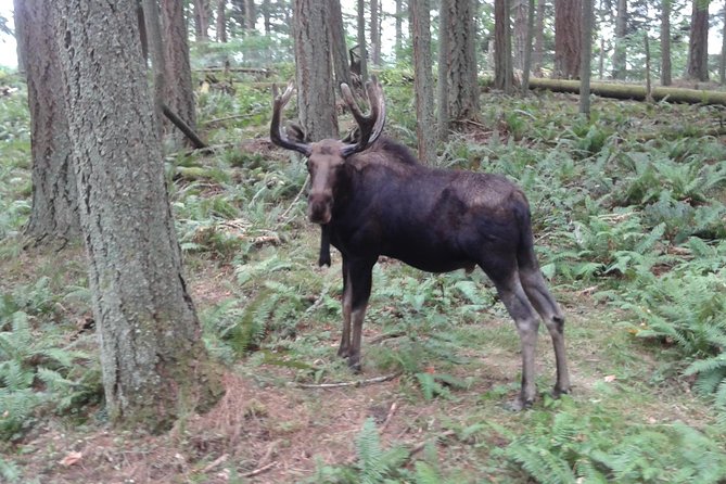 NW Trek - See Wild Animals in Natural Habitat - Good To Know
