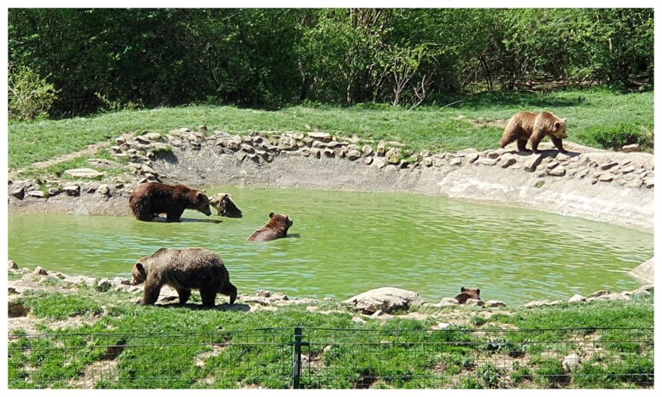 One Day Trip Bear Sanctuary, Dracula Castle, Rasnov Fortress - Tour Itinerary