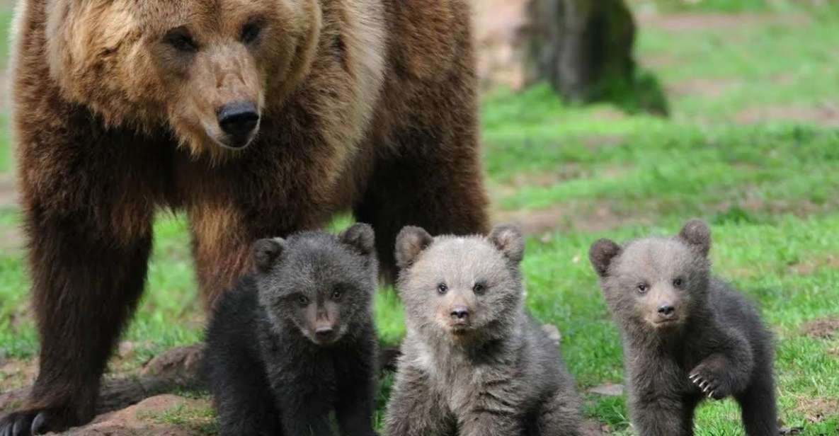 One Day Trip Bear Sanctuary, Dracula Castle - Reservation Information