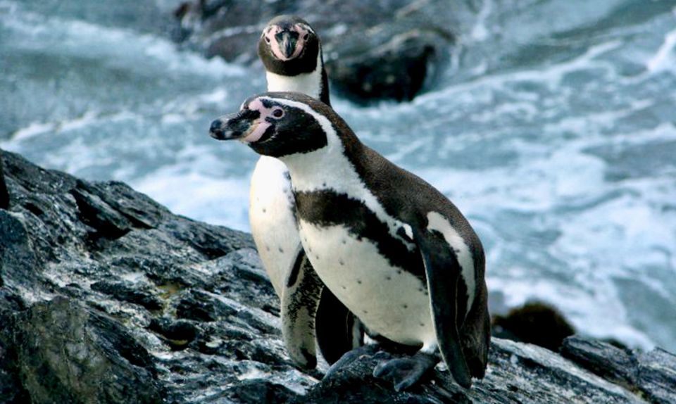 Penguins, Sea Lions, Sandboard, Chilean Food & Drinks - Experience Highlights