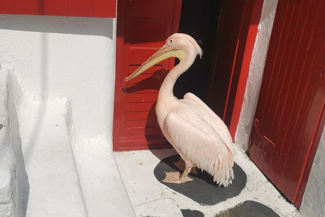 Private Guided Tour in Mykonos With Luxury Car - Traveler Reviews