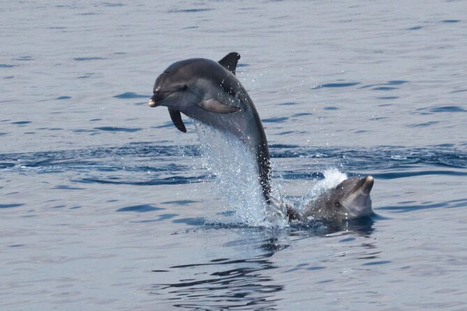 Private Marine Life Spotting - Dolphin Watching Ecomarine Malta - Details of the Experience