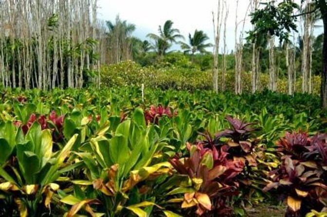 Private Tropics of Maui & Rainforest Valley: Kahului, Wailea, Kihei Pick up - Good To Know
