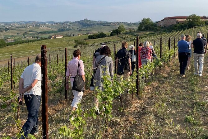 Private Vineyards Tour & Wine Tasting in Collio and Udine - Vineyard Visits