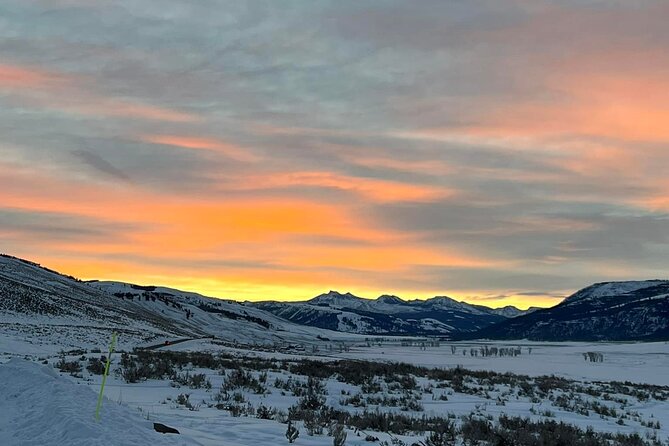 Private/VIP Wildlife Winter Safari of Yellowstone - Overview of Private/VIP Wildlife Safari