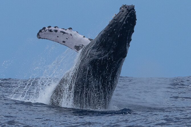 Private Whale Watching Safari From North Shore Oahu - Best Time to Experience Whale Watching