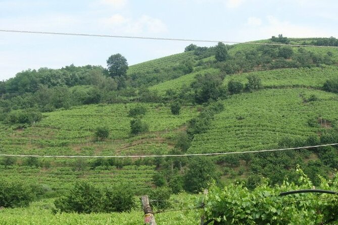 Private Wine Tasting of Veronese Wines in Montecchia Di Crosara - Good To Know