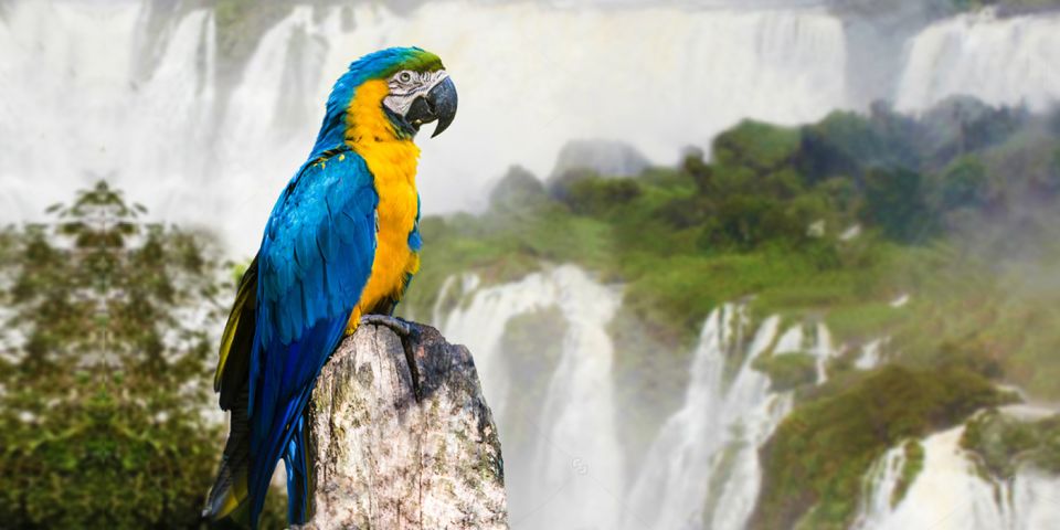 Puerto Iguazu: Iguaza Falls Brazilian Side & Bird Park Tour - Good To Know