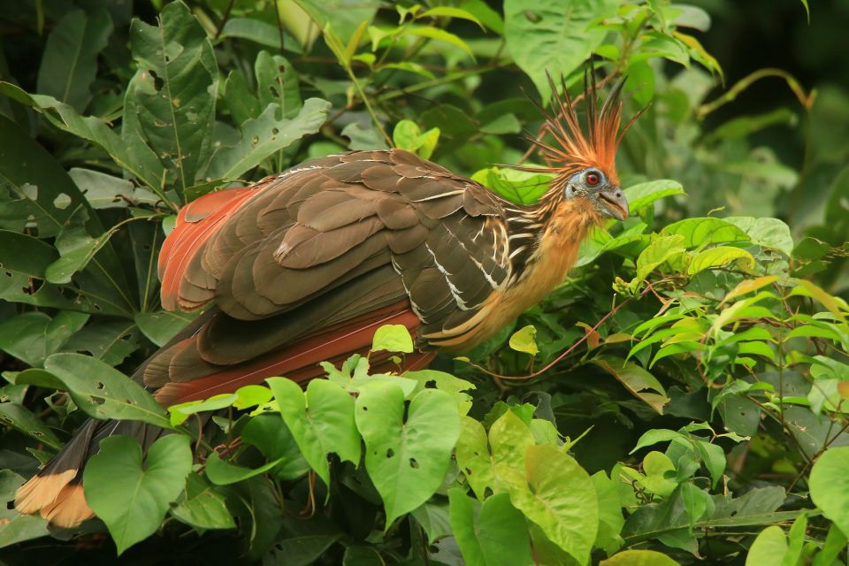Puerto Maldonado: 4-day Tambopata National Reserve Tour - Booking and Logistics