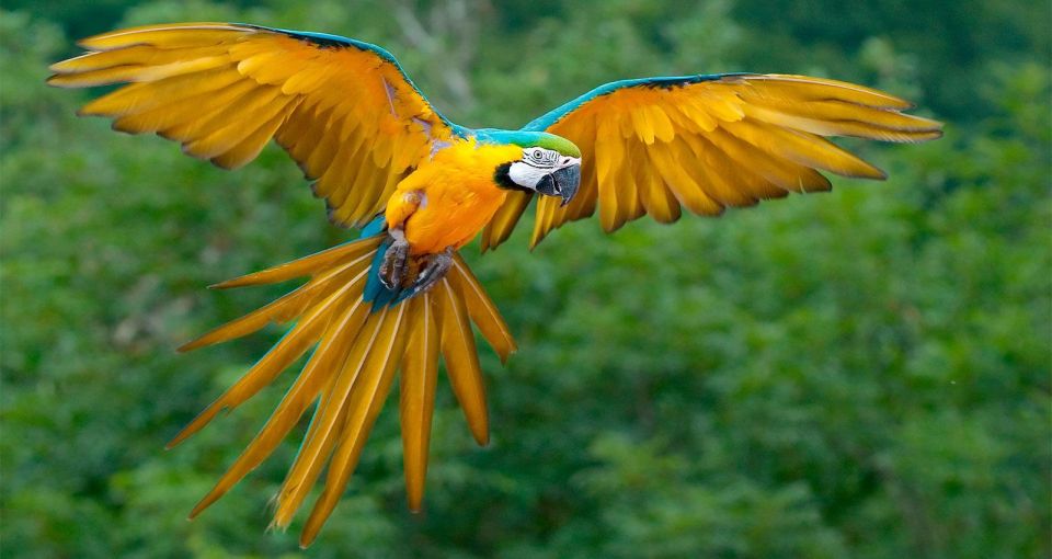 Puerto Maldonado: Parrot and Macaw Clay Lick Excursion. - Trip Highlights