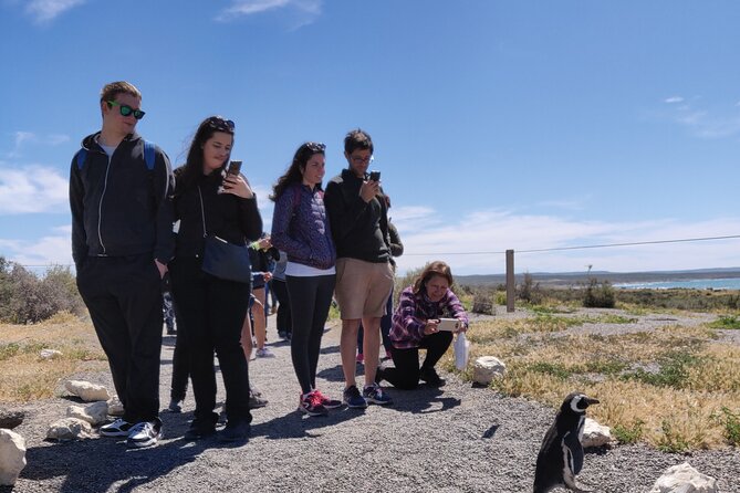 Punta Tombo Full Day Tour, Walking Among Penguins - Regular Service SIB - Tour Overview