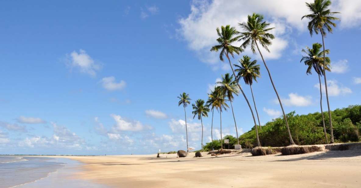 Recife: Tour to Porto De Galinhas - Experience Highlights
