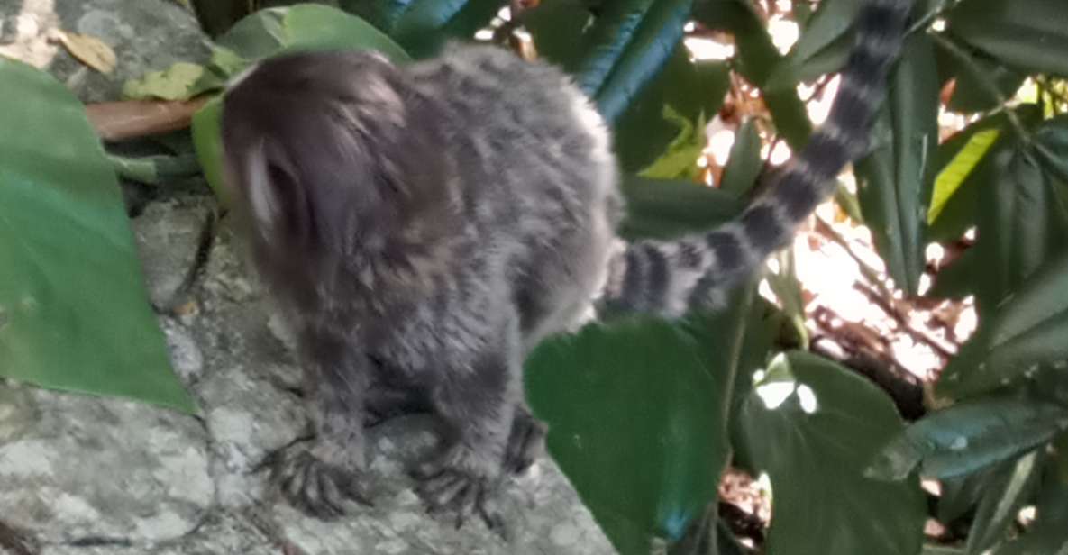 Rio De Janeiro: Christ the Redeemer & Sugarloaf Mountain - Participant Information