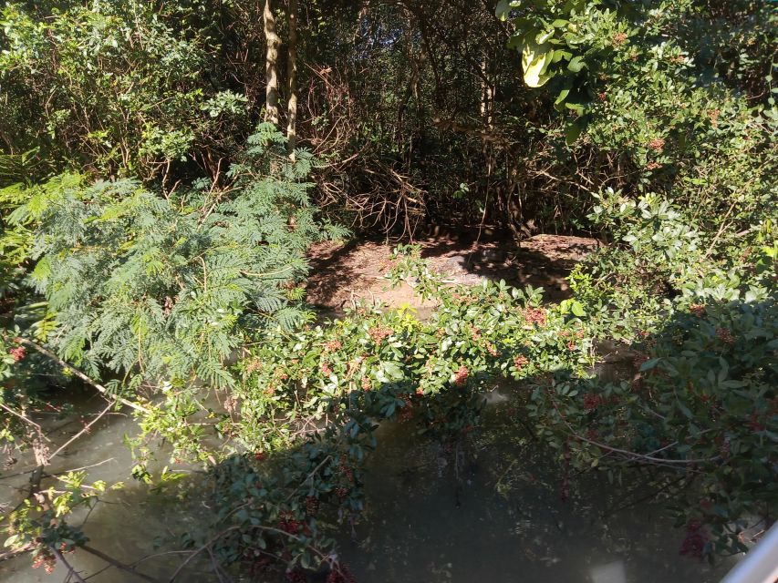 Rio De Janeiro: Enjoying the Tijuca Forest Like a Carioca - Good To Know