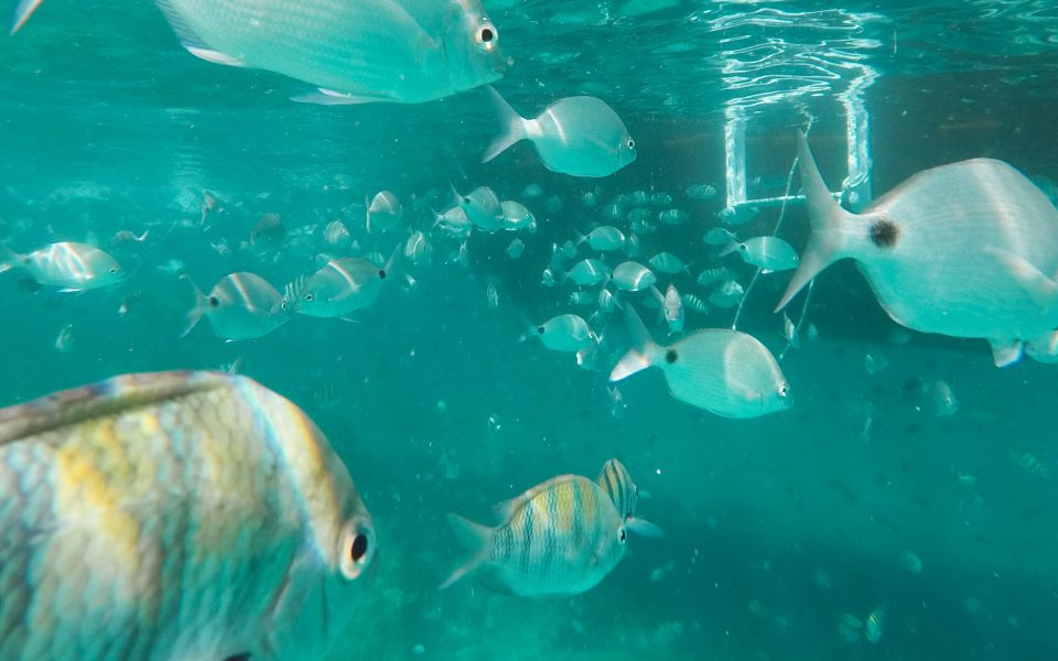 Rio De Janeiro: Ilha Grande With Boat Tour & Optional Lunch - Experience Highlights