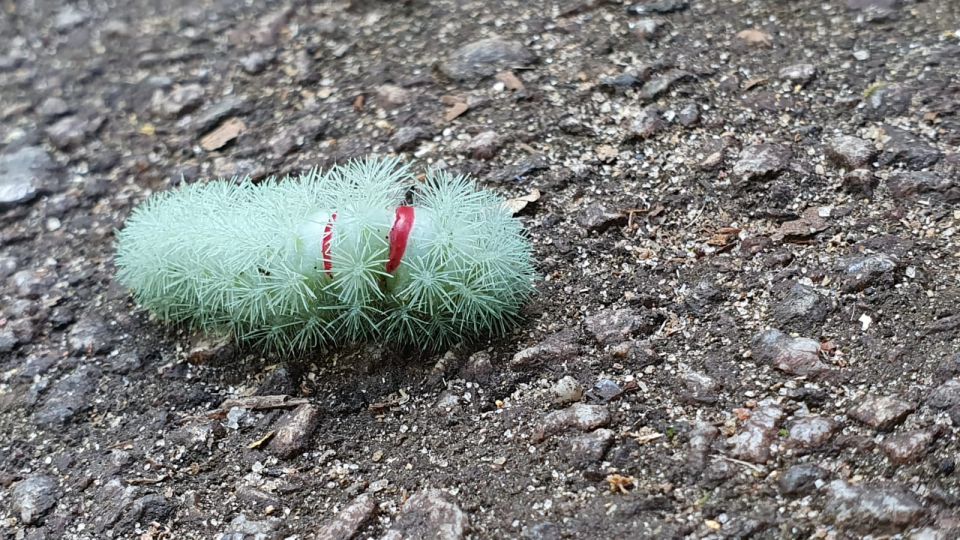 Rio De Janeiro: Tijuca Forest Waterfall of Souls Hike - Booking Details