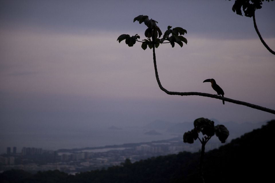 Rio: Half-Day Jeep Tour at Floresta Da Tijuca - Good To Know
