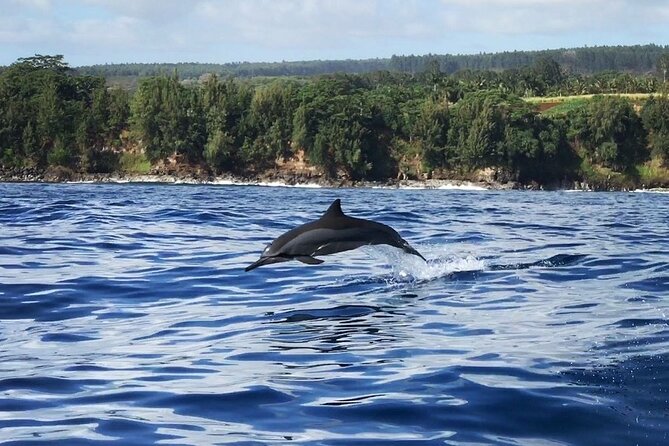 Royal Humpback Whale Exploration - Tour Pricing and Booking Details