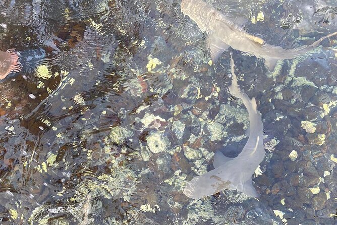 Sal Island: Private Tour Shark Bay Experience From Santa Maria - Weather-Dependent and Refund Policy