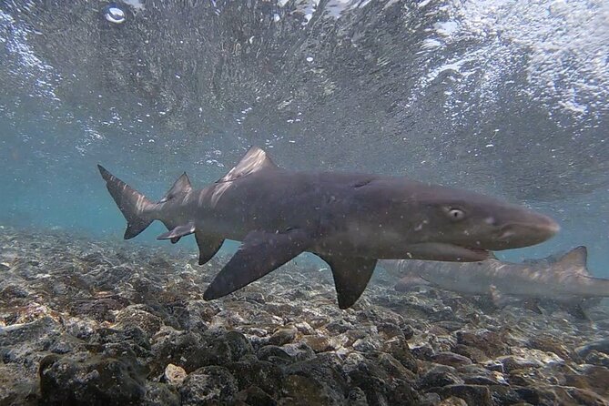 Sal Island: Shark Bay Shark Watching Experience From Santa Maria - Tips and Recommendations