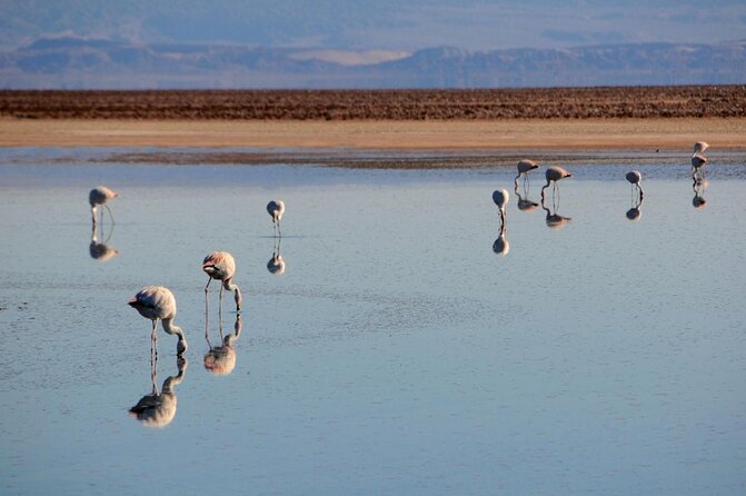 San Pedro De Atacama, Laguna De Chaxa and Toconao - Half Day - Good To Know