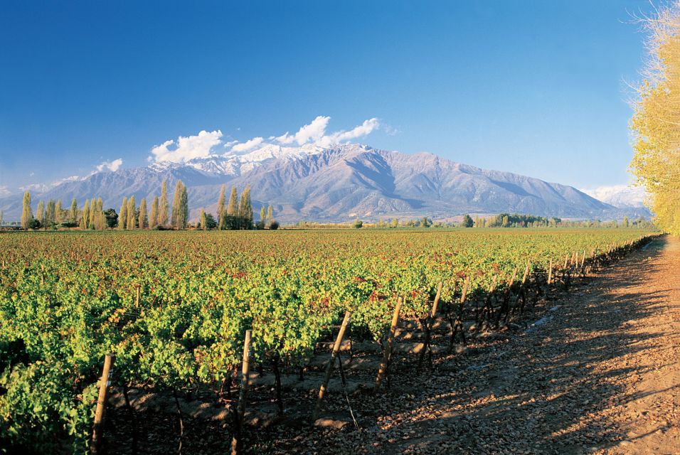 Santiago: Main Chilean Wineries Private Half-Day Tours - Experience Highlights