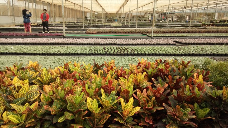 São Paulo: Holambra Colorful Flower Farm Guided Day Trip - Good To Know