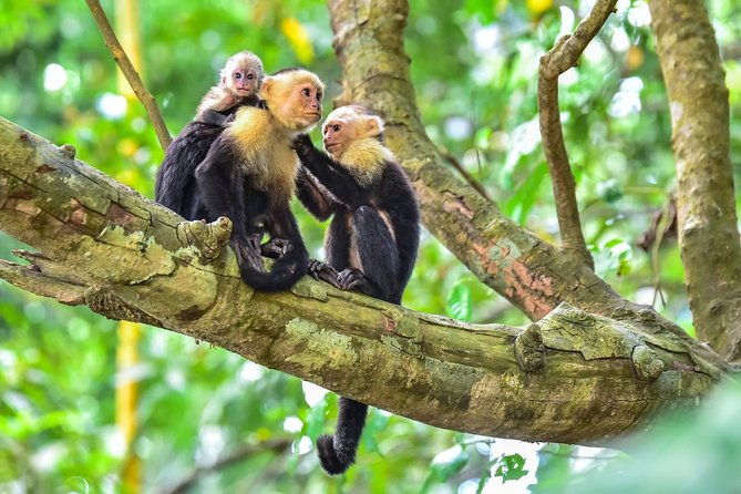 Scenic Pacific Coast Tour With Wildlife Spotting - Highlights of Manuel Antonio National Park