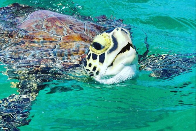 Snorkeling Tour to Vieques Island - What to Expect on the Tour
