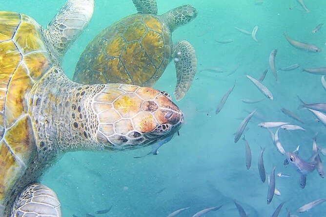 Spectacular Experience With Sea Turtles - Stunning Underwater Landscapes