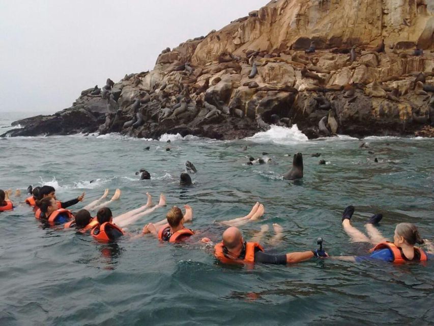 Speedboat Tour of the Palomino Islands Swim With Sea Lions - Experience Highlights