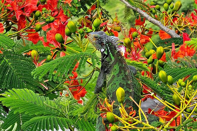 St. Thomas Private Jeep Tour  - St Thomas - Subtopic 1: Tour Highlights