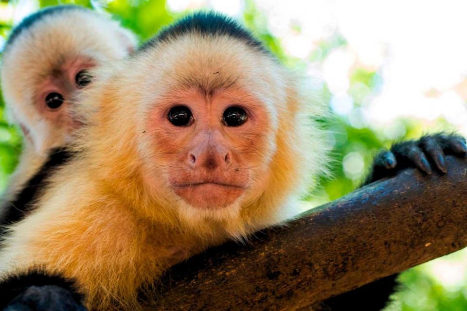 Tambopata: Mashiguenga Family Tambopata Reserve 5-Days - Experience Highlights