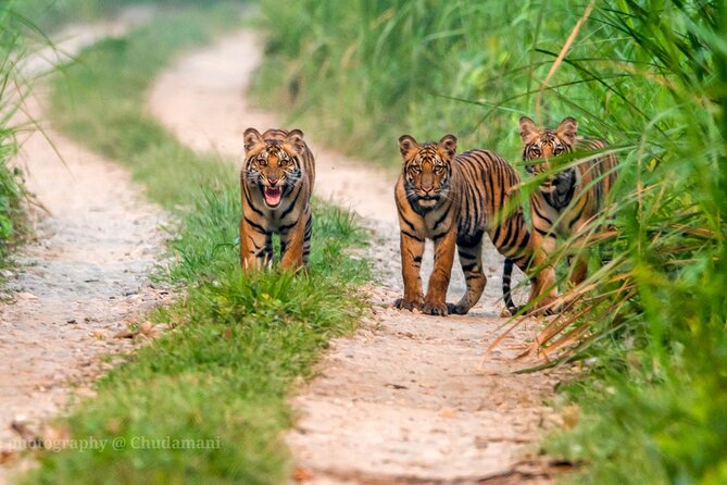 Tiger Tracking Nepal (Chitwan National Park) - Meeting and Pickup Details for Tiger Tracking Nepal