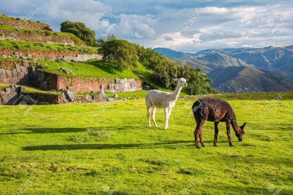 Tour Cusco 7Days 6nights Machupicchu Qeswachaka Bridge - Experience Highlights in Cusco Tour