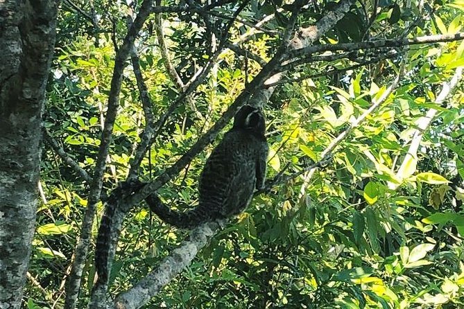 Two Brothers Trail- One of the Best Views of Rio (Transfer Is Included) - Good To Know