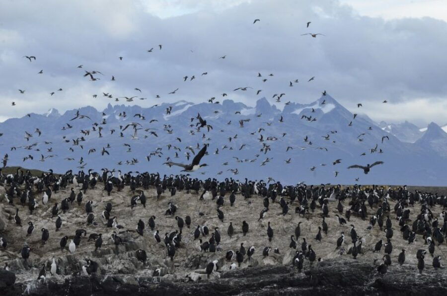 Ushuaia: Beagle Channel & Sea Wolves Island Catamaran Cruise - Good To Know