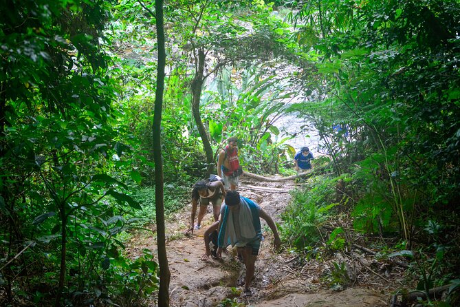 Vivid El Yunque Rain Forest Day Tour With Door-To-Door Transport - Reviews From Previous Participants