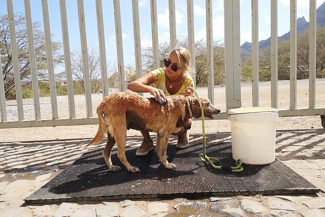 Volunteering With Animals in Sao Vicente! - Volunteering Opportunities