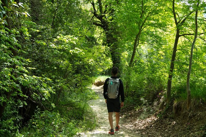 Walking Tour to Discover the Secular Beech Trees From Elcito - Good To Know