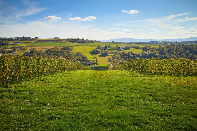 Wieliczka Vineyard: Wine Tasting With Local Snacks - Wine Tasting Experience