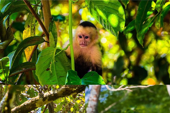 Wild Adventure: Monkey Tour Unveiled - Review Insights and Authenticity