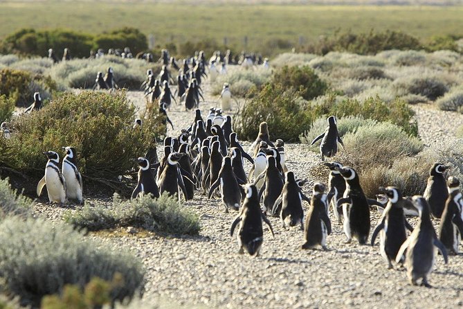 Wildlife Extravaganza: Valdés Peninsula Adventure Awaits - Itinerary Details