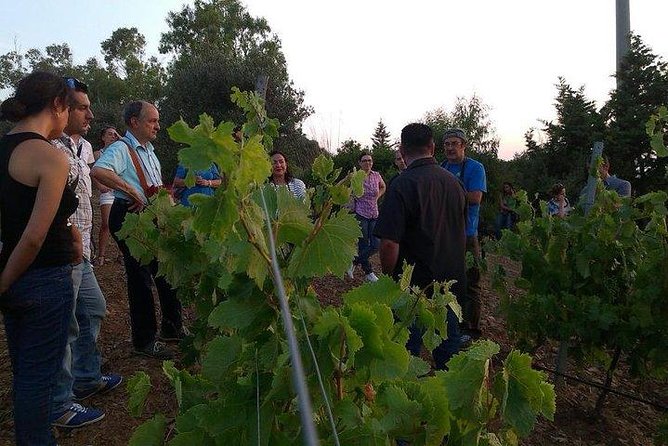 Wine Tour Aroud Vineyards of Cagliari - Cancellation Policy and Refunds